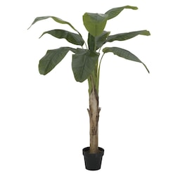 Banana tree, 145cm